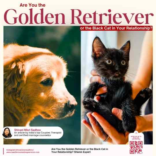 Golden Retriever Black Cat Relationship Suggest Couples Counselor